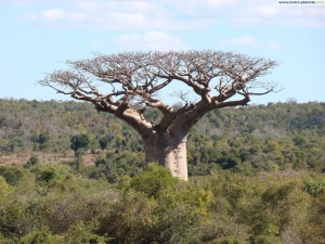 Baobab Madagascar tree