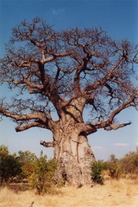 Baobab tree