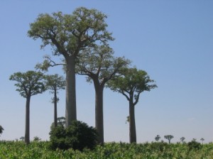 Baobab